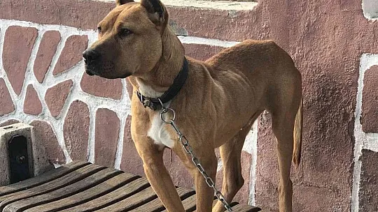 Cezayı duyunca pitbull'u kendi elleri ile teslim etti