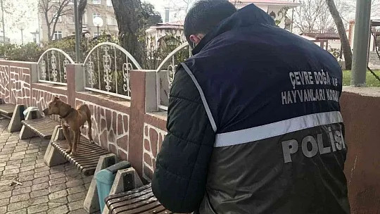 Cezayı duyunca pitbull'u kendi elleri ile teslim etti