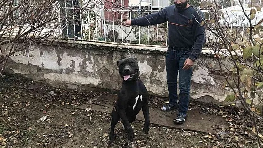Cezayı duyunca pitbull'u kendi elleri ile teslim etti