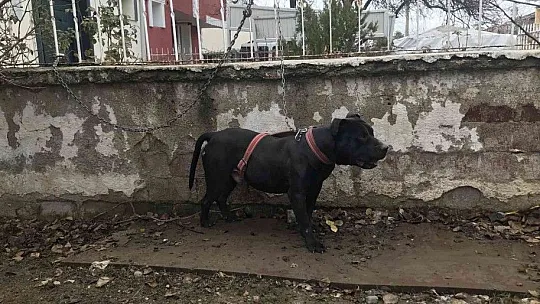 Cezayı duyunca pitbull'u kendi elleri ile teslim etti