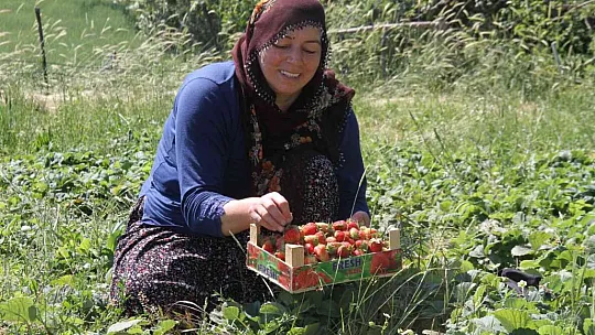 Meşhur Gezin çileğinde hasat zamanı