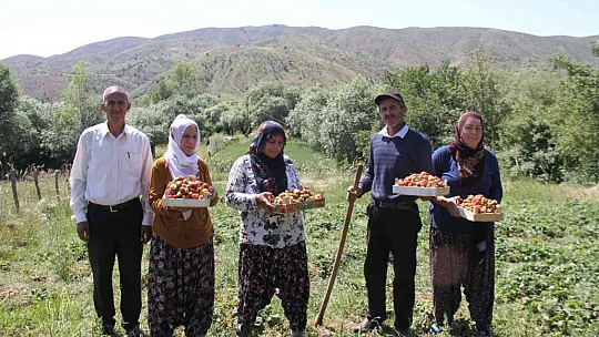 Meşhur Gezin çileğinde hasat zamanı