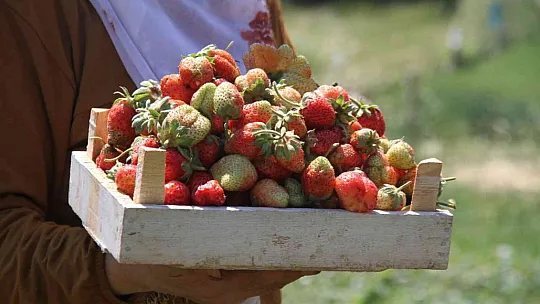 Meşhur Gezin çileğinde hasat zamanı