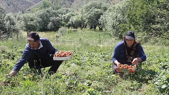 Meşhur Gezin çileğinde hasat zamanı