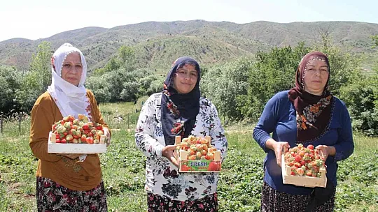 Meşhur Gezin çileğinde hasat zamanı