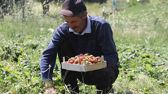 Meşhur Gezin çileğinde hasat zamanı