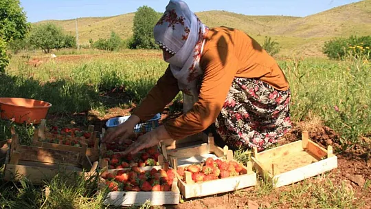 Meşhur Gezin çileğinde hasat zamanı