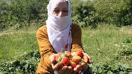 Meşhur Gezin çileğinde hasat zamanı