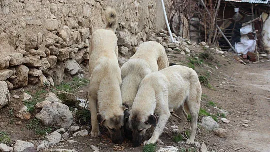 Bisiklet tutkunlarından en anlamlı tur