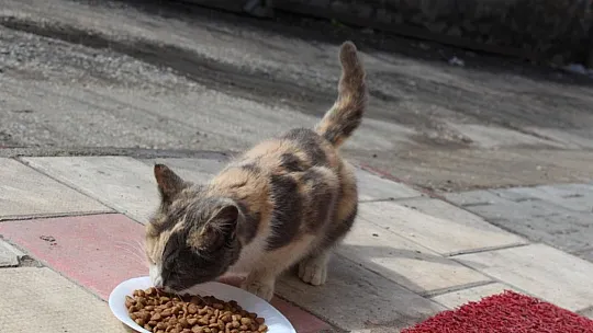 Bisiklet tutkunlarından en anlamlı tur