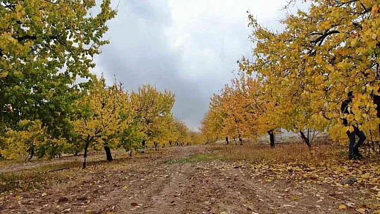 Elazığ'da 'altın yaprakların' sonbahar güzelliği