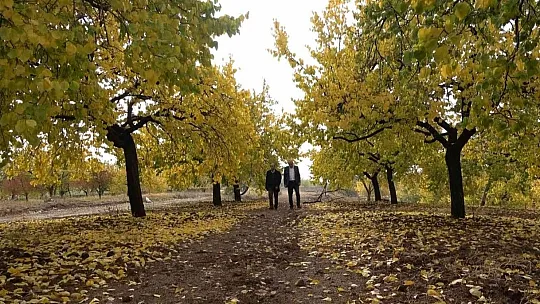 Elazığ'da 'altın yaprakların' sonbahar güzelliği