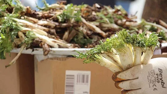 'Çiriş' ve 'Kenger' otu, tezgahlardaki yerini aldı