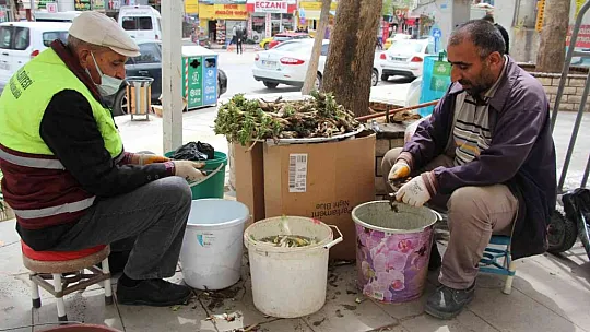 'Çiriş' ve 'Kenger' otu, tezgahlardaki yerini aldı