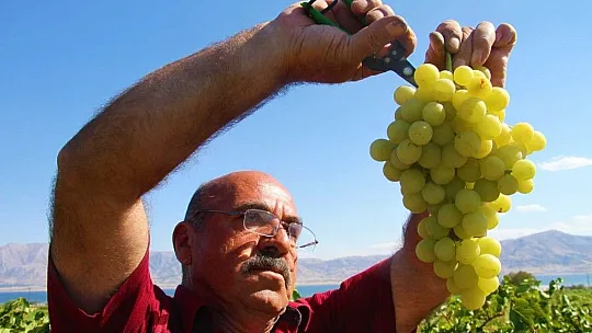 Elazığ'da Bağbozumu Başladı