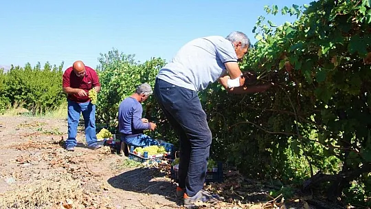 Elazığ'da Bağbozumu Başladı