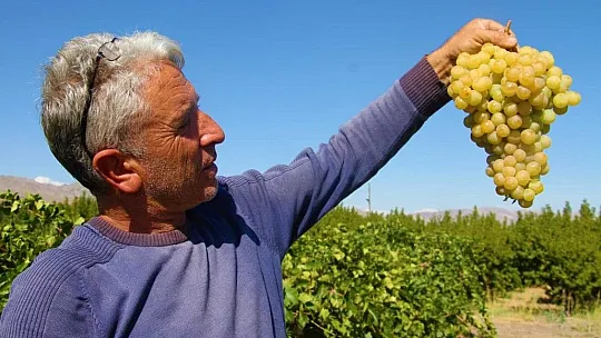 Elazığ'da Bağbozumu Başladı