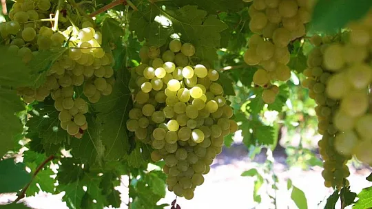 Elazığ'da Bağbozumu Başladı