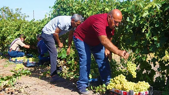 Elazığ'da Bağbozumu Başladı