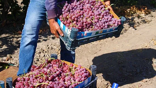 Elazığ'da Bağbozumu Başladı