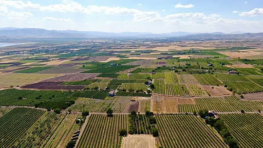 Elazığ'da Bağbozumu Başladı