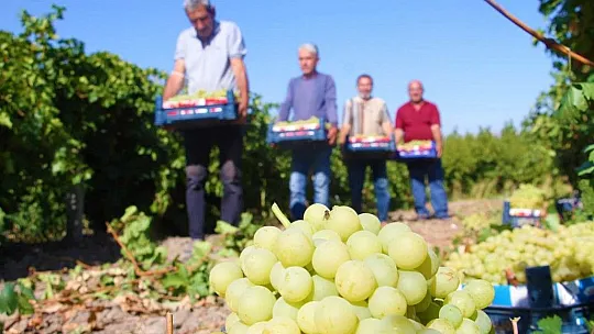Elazığ'da Bağbozumu Başladı