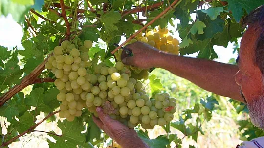 Elazığ'da Bağbozumu Başladı
