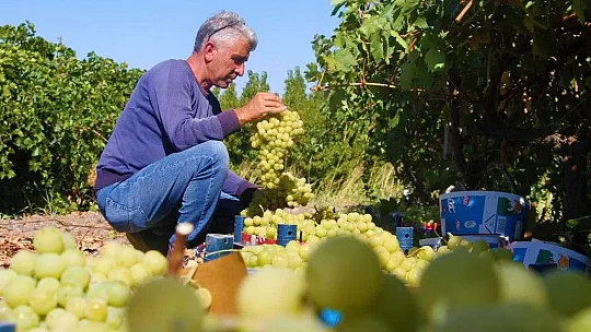 Elazığ'da Bağbozumu Başladı