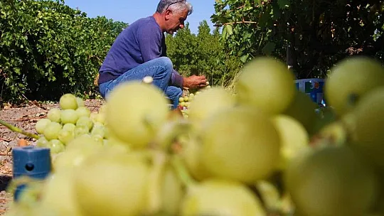 Elazığ'da Bağbozumu Başladı