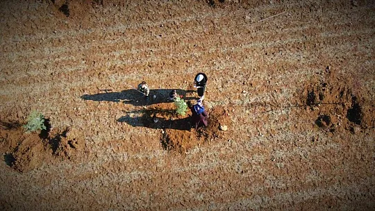 Elazığ'da bugün 23 bin fidan toprakla buluştu
