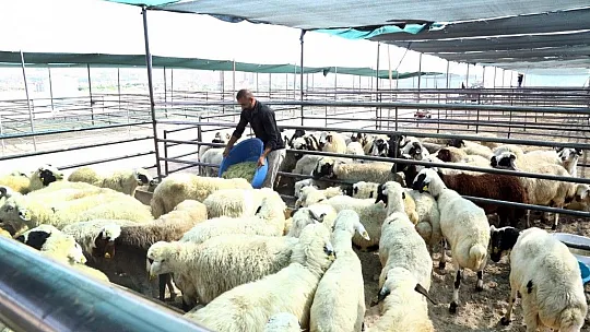 50 dönümlük arazi üzerinde kurban satış ve kesim alanı oluşturuldu