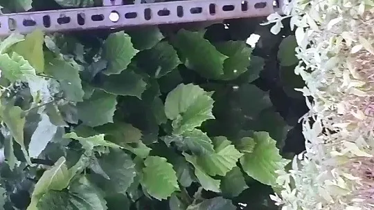 Hankendi köyünü 'yaprak biti' istila etti