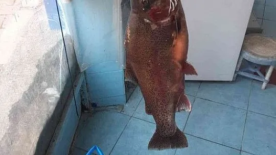 Fırat Nehrinde 10 kiloluk alabalık yakalandı
