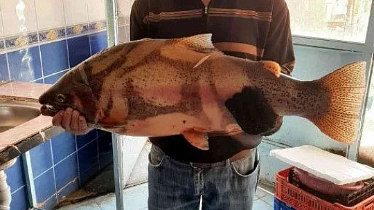 Fırat Nehrinde 10 kiloluk alabalık yakalandı
