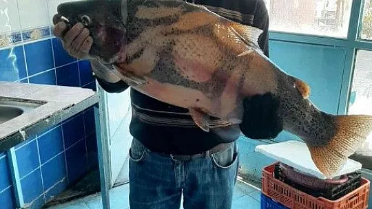 Fırat Nehrinde 10 kiloluk alabalık yakalandı