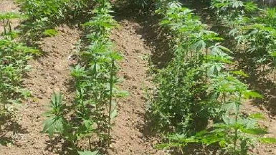 Elazığ'da 212 kök kenevir ele geçirildi