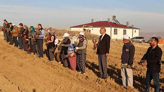 24 bin adet lavanta toprakla buluştu
