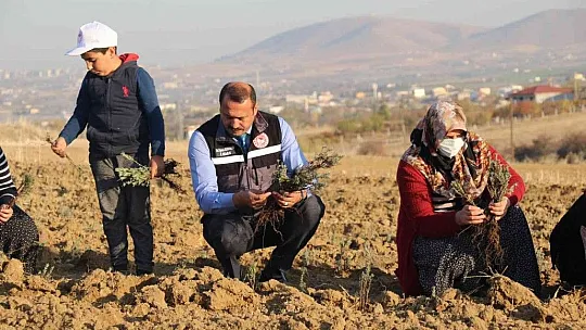 24 bin adet lavanta toprakla buluştu