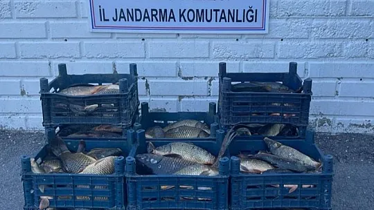 Kaçak balık avcılarına para cezası!