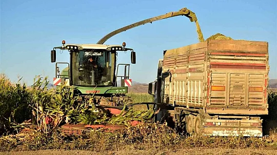 4 bin dönümlük alanda silajlık mısır hasadı başladı