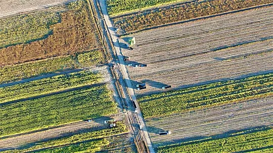 4 bin dönümlük alanda silajlık mısır hasadı başladı