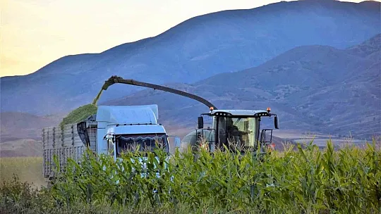 4 bin dönümlük alanda silajlık mısır hasadı başladı