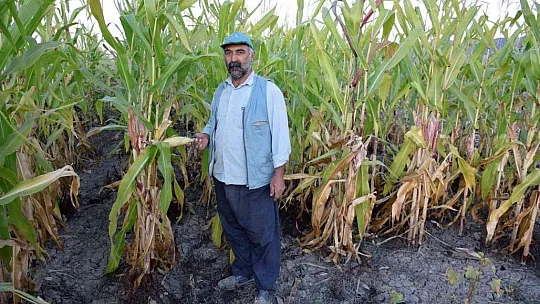 4 bin dönümlük alanda silajlık mısır hasadı başladı