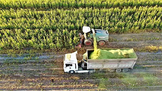 4 bin dönümlük alanda silajlık mısır hasadı başladı