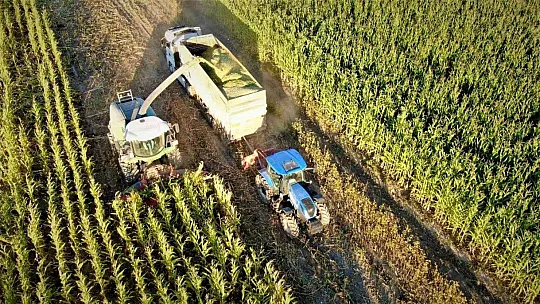 4 bin dönümlük alanda silajlık mısır hasadı başladı