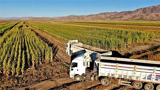 4 bin dönümlük alanda silajlık mısır hasadı başladı