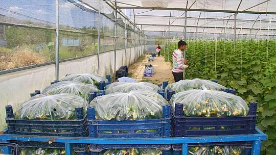 45 derece sıcağın altında salatalık hasadı başladı