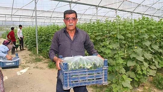 45 derece sıcağın altında salatalık hasadı başladı