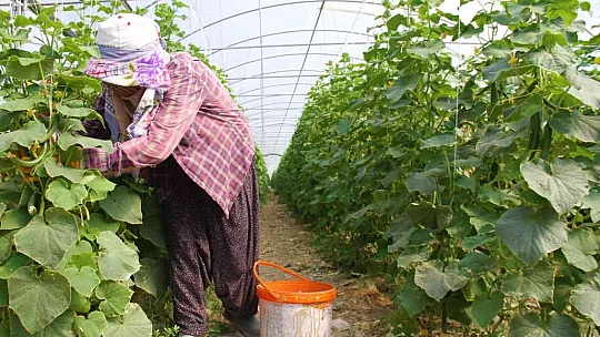 45 derece sıcağın altında salatalık hasadı başladı
