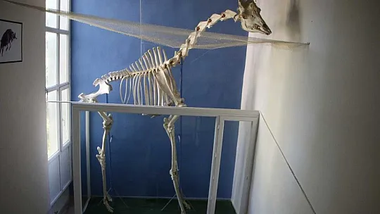 8 milyon yıllık hayvan fosilleri Elazığ'da sergileniyor